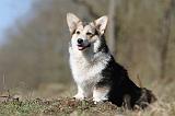CORGI PEMBROKE 517